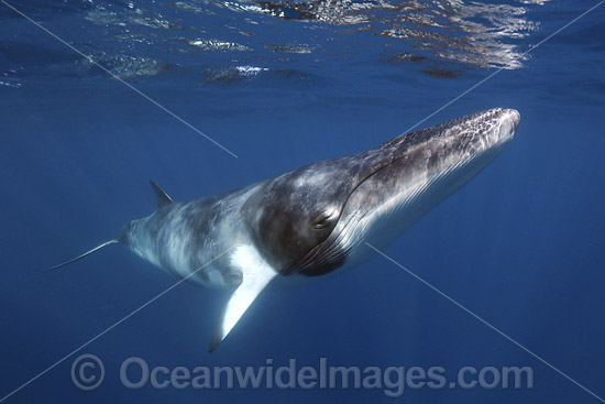 Minke Whale (Balaenoptera acutorostrata). Also known as Dwarf Minke Whale and thought to form yet-to-be named sub-species of common Minke whale. Ribbon Reefs, Great Barrier Reef, Queensland, Australia. Photo - Vanessa Mignon Minke Whale (Balaenoptera acutorostrata). Also known as Dwarf Minke Whale and thought to form yet-to-be named sub-species of common Minke whale. Ribbon Reefs, Great Barrier Reef, Queensland, Australia. Photo - Vanessa Mignon