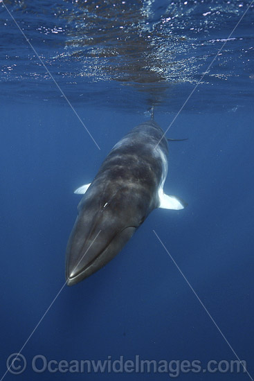 Minke Whale photo