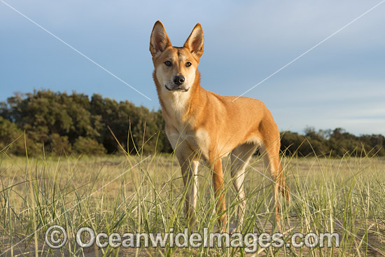 Dingo Canus dingo photo