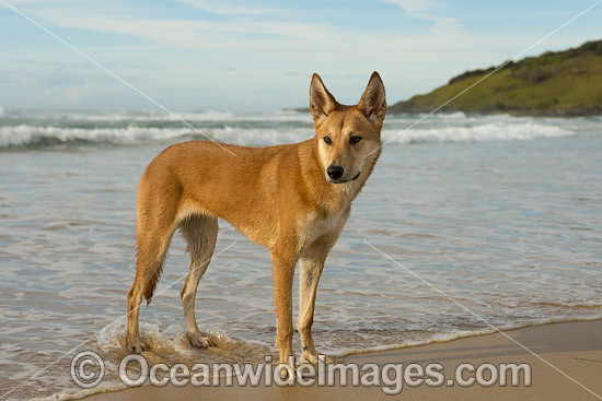 Dingo (Canus lupus dingo), a wild dog found throughout Australia in deserts, grasslands and the edges of forests. The dingo is the largest terrestrial predator in Australia and classified as Vulnerable on the IUCN List of Endangered Species. Photo - Gary Bell Dingo (Canus lupus dingo), a wild dog found throughout Australia in deserts, grasslands and the edges of forests. The dingo is the largest terrestrial predator in Australia and classified as Vulnerable on the IUCN List of Endangered Species. Photo - Gary Bell