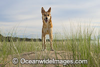 Dingo Canus dingo Photo - Gary Bell