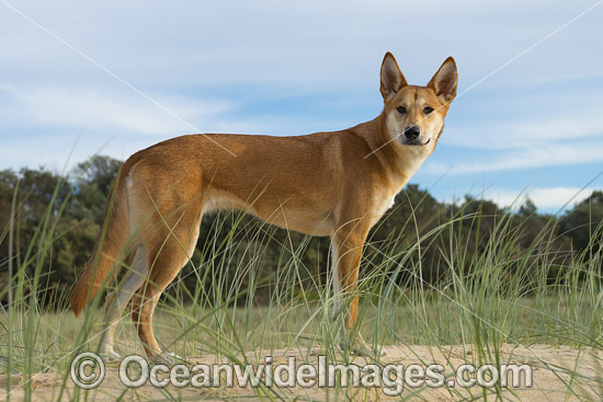 Dingo Canus dingo photo Dingo Canus dingo photo