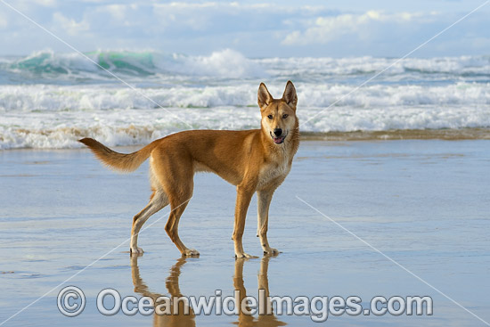 Australian Dingo photo