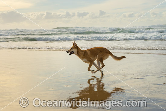 Dingo Canus dingo photo Dingo Canus dingo photo