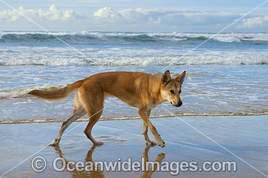 Dingo (Canus lupus dingo), a wild dog found throughout Australia in deserts, grasslands and the edges of forests. The dingo is the largest terrestrial predator in Australia and classified as Vulnerable on the IUCN List of Endangered Species. Photo - Gary Bell Dingo (Canus lupus dingo), a wild dog found throughout Australia in deserts, grasslands and the edges of forests. The dingo is the largest terrestrial predator in Australia and classified as Vulnerable on the IUCN List of Endangered Species. Photo - Gary Bell