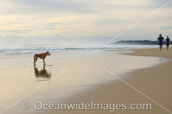Dingo (Canus lupus dingo), a wild dog found throughout Australia in deserts, grasslands and the edges of forests. The dingo is the largest terrestrial predator in Australia and classified as Vulnerable on the IUCN List of Endangered Species. Photo - Gary Bell Dingo (Canus lupus dingo), a wild dog found throughout Australia in deserts, grasslands and the edges of forests. The dingo is the largest terrestrial predator in Australia and classified as Vulnerable on the IUCN List of Endangered Species. Photo - Gary Bell