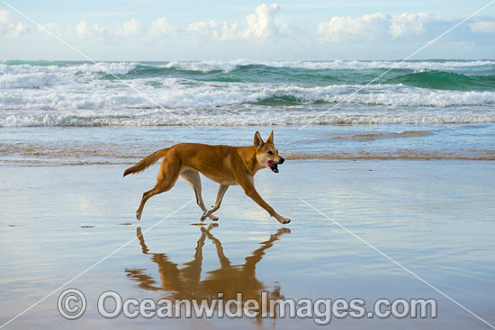 Dingo (Canus lupus dingo), a wild dog found throughout Australia in deserts, grasslands and the edges of forests. The dingo is the largest terrestrial predator in Australia and classified as Vulnerable on the IUCN List of Endangered Species. Photo - Gary Bell Dingo (Canus lupus dingo), a wild dog found throughout Australia in deserts, grasslands and the edges of forests. The dingo is the largest terrestrial predator in Australia and classified as Vulnerable on the IUCN List of Endangered Species. Photo - Gary Bell