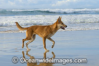Dingo Canus dingo Photo - Gary Bell