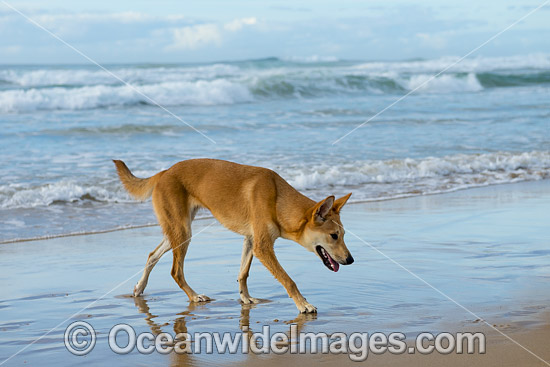 Dingo (Canus lupus dingo), a wild dog found throughout Australia in deserts, grasslands and the edges of forests. The dingo is the largest terrestrial predator in Australia and classified as Vulnerable on the IUCN List of Endangered Species. Photo - Gary Bell