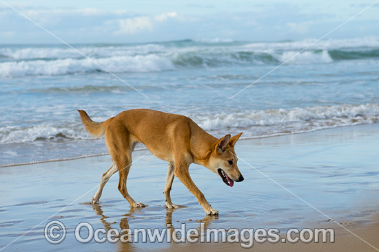 Dingo (Canus lupus dingo), a wild dog found throughout Australia in deserts, grasslands and the edges of forests. The dingo is the largest terrestrial predator in Australia and classified as Vulnerable on the IUCN List of Endangered Species. Photo - Gary Bell Dingo (Canus lupus dingo), a wild dog found throughout Australia in deserts, grasslands and the edges of forests. The dingo is the largest terrestrial predator in Australia and classified as Vulnerable on the IUCN List of Endangered Species. Photo - Gary Bell