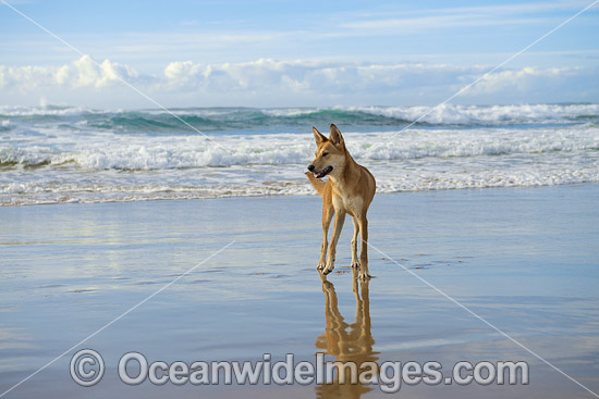 Dingo (Canus lupus dingo), a wild dog found throughout Australia in deserts, grasslands and the edges of forests. The dingo is the largest terrestrial predator in Australia and classified as Vulnerable on the IUCN List of Endangered Species. Photo - Gary Bell Dingo (Canus lupus dingo), a wild dog found throughout Australia in deserts, grasslands and the edges of forests. The dingo is the largest terrestrial predator in Australia and classified as Vulnerable on the IUCN List of Endangered Species. Photo - Gary Bell