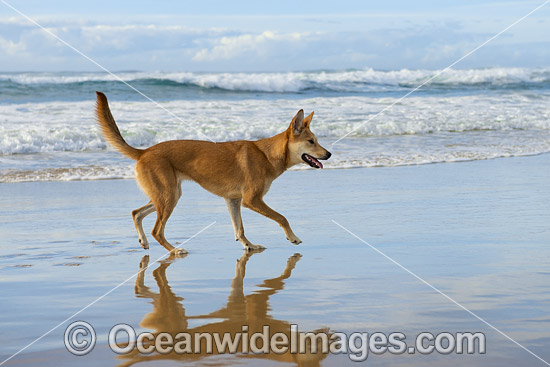 Dingo (Canus lupus dingo), a wild dog found throughout Australia in deserts, grasslands and the edges of forests. The dingo is the largest terrestrial predator in Australia and classified as Vulnerable on the IUCN List of Endangered Species. Photo - Gary Bell Dingo (Canus lupus dingo), a wild dog found throughout Australia in deserts, grasslands and the edges of forests. The dingo is the largest terrestrial predator in Australia and classified as Vulnerable on the IUCN List of Endangered Species. Photo - Gary Bell