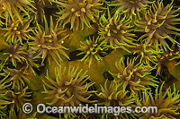 Coral polyps Photo - David Fleetham