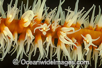 Wire Coral Photo - David Fleetham