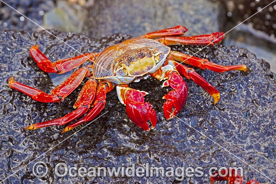 Sally Lightfoot Crab photo