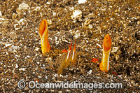 Spanner Crab Ranina ranina Photo - David Fleetham