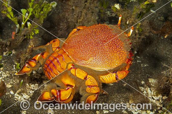 Spanner Crab photo Spanner Crab photo