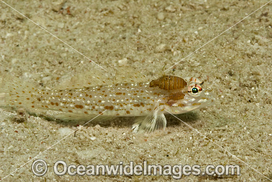 Isopod on Sand Goby photo