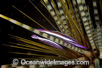 Urchin Shrimp on Urchin Photo - David Fleetham