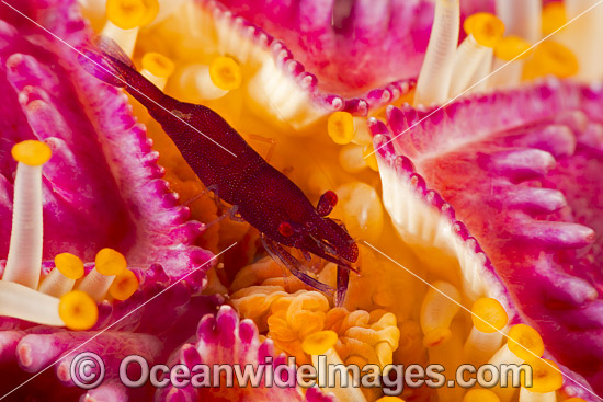 Shrimp on Purple Velvet Seastar photo