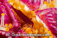 Shrimp on Purple Velvet Seastar Photo - David Fleetham