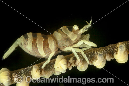 Whip Coral Shrimp with eggs photo Whip Coral Shrimp with eggs photo