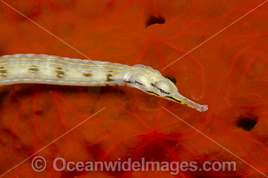 Yellow Scribbled Pipefish (Corythoichthys sp.). Photo was taken off the island of Yap, Micronesia. Photo - David Fleetham Yellow Scribbled Pipefish (Corythoichthys sp.). Photo was taken off the island of Yap, Micronesia. Photo - David Fleetham
