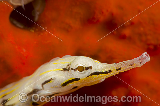 Yellow Scribbled Pipefish (Corythoichthys sp.). Photo was taken off the island of Yap, Micronesia. Photo - David Fleetham Yellow Scribbled Pipefish (Corythoichthys sp.). Photo was taken off the island of Yap, Micronesia. Photo - David Fleetham