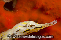 Yellow Scribbled Pipefish Photo - David Fleetham