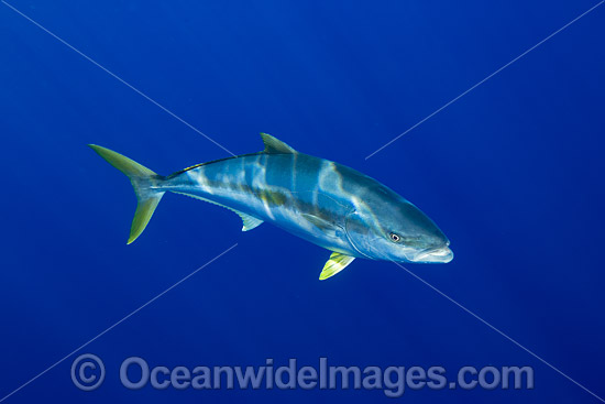 California Yellowtail photo