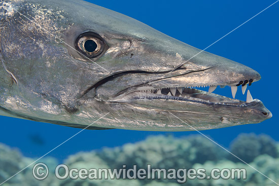 Great Barracuda (Sphyraena barracuda). Found throughout all tropical seas. Photo taken in Hawaii, Pacific Ocean, USA. Photo - David Fleetham