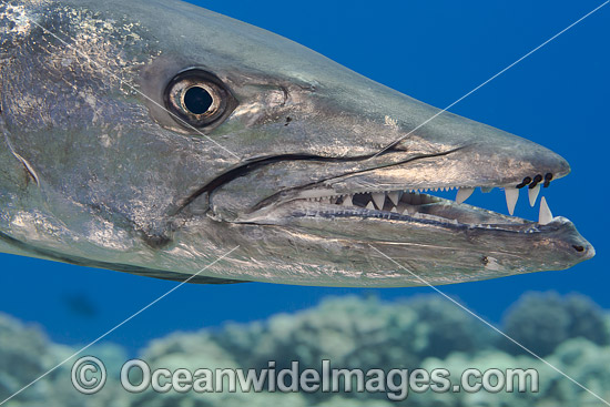 Great Barracuda (Sphyraena barracuda). Found throughout all tropical seas. Photo taken in Hawaii, Pacific Ocean, USA. Photo - David Fleetham Great Barracuda (Sphyraena barracuda). Found throughout all tropical seas. Photo taken in Hawaii, Pacific Ocean, USA. Photo - David Fleetham