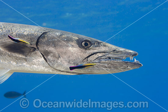 Great Barracuda (Sphyraena barracuda), being cleaned by an endemic Hawaiian Cleaner Wrasse (Labroides phthirophagus). Photo taken in Hawaii, Pacific Ocean, USA. Photo - David Fleetham Great Barracuda (Sphyraena barracuda), being cleaned by an endemic Hawaiian Cleaner Wrasse (Labroides phthirophagus). Photo taken in Hawaii, Pacific Ocean, USA. Photo - David Fleetham