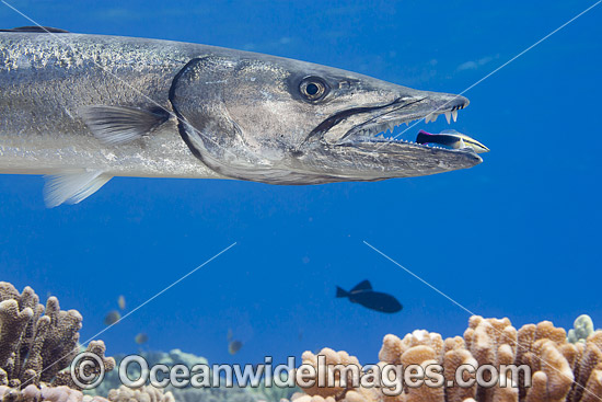 Great Barracuda being cleaned photo