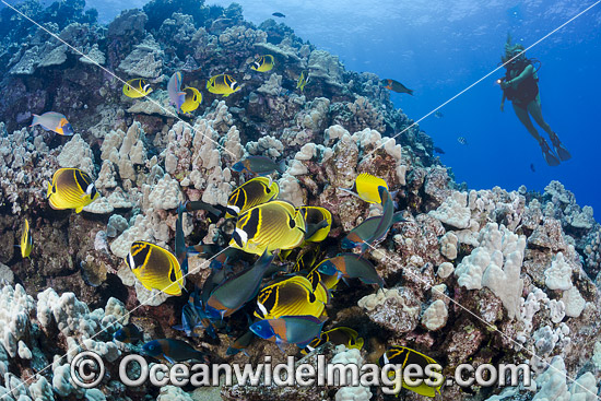 Raccoon Butterflyfish Hawaii photo