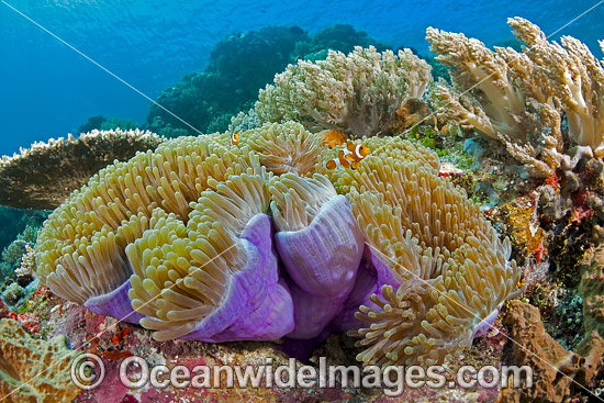 Clown Anemonefish in Sea Anemone photo