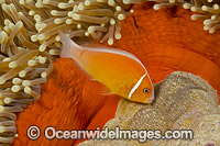 Pink Anemonefish with eggs Photo - David Fleetham