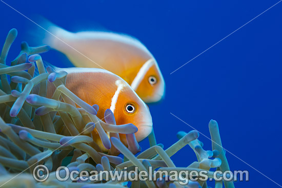 Pink Anemonefish photo Pink Anemonefish photo