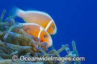 Pink Anemonefish Photo - David Fleetham