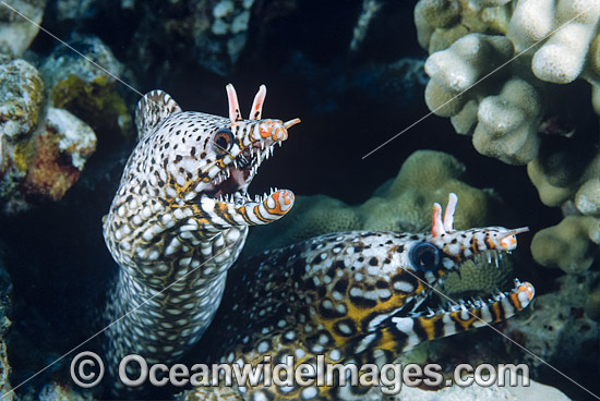 Dragon Moray (Enchelycore pardalis). Found in Indo-Pacific from Reunion to Hawaiian, Line and Society Islands, to southern Japan, southern Korea, and New Caledonia. Photo taken off Hawaii, Pacific Ocean. Photo - David Fleetham