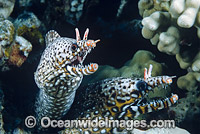 Dragon Moray Photo - David Fleetham