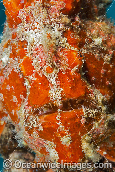 Giant Frogfish mimicking sea sponge photo