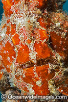 Giant Frogfish mimicking sea sponge Photo - David Fleetham