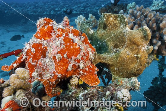 Giant Frogfish mimicking sea sponge photo