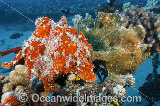 Giant Frogfish (Antennarius commersoni), mimicking a Sea Sponge. Also known as Giant Anglerfish. This species is highly variable in colour. Found throughout the Indo-West Pacific. Photo taken off Maui, Hawaii, Pacific Ocean. Photo - David Fleetham Giant Frogfish (Antennarius commersoni), mimicking a Sea Sponge. Also known as Giant Anglerfish. This species is highly variable in colour. Found throughout the Indo-West Pacific. Photo taken off Maui, Hawaii, Pacific Ocean. Photo - David Fleetham