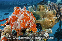 Giant Frogfish mimicking sea sponge Photo - David Fleetham