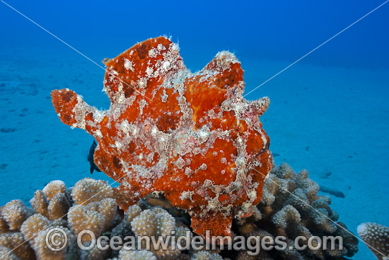 Giant Frogfish (Antennarius commersoni). Also known as Giant Anglerfish. This species is highly variable in colour. Found throughout the Indo-West Pacific. Photo taken off Maui, Hawaii, Pacific Ocean. Photo - David Fleetham
