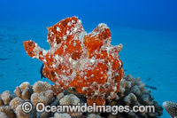 Giant Frogfish Photo - David Fleetham