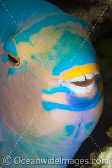 Parrotfish dental plates photo Parrotfish dental plates photo