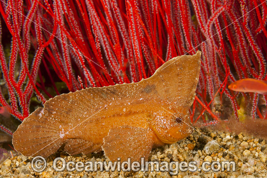 Cockatoo Waspfish (Ablabys taenianotus). Found throughout the tropical West Pacific Ocean, from Malaysia to Japan and from Indonesia to Australia. Photo taken in the Philippines. Photo - David Fleetham Cockatoo Waspfish (Ablabys taenianotus). Found throughout the tropical West Pacific Ocean, from Malaysia to Japan and from Indonesia to Australia. Photo taken in the Philippines. Photo - David Fleetham